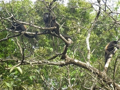 Brüllaffen - Costa Rica